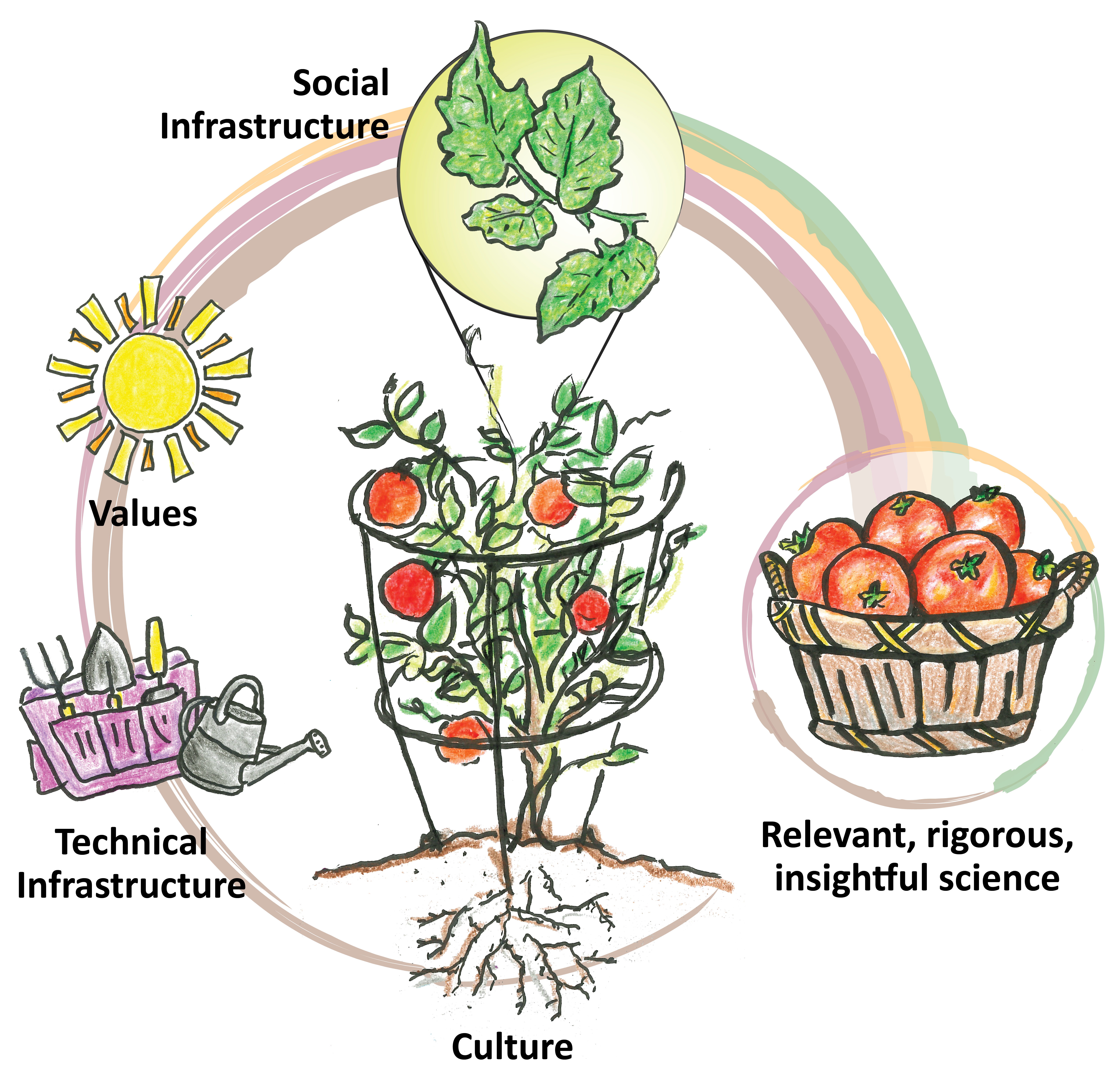 a digital crayon drawing of a tomato plant in the middle and a colorful circle around it connecting different concepts clockwise, starting at the roots. The roots says Culture, the watering can and toolbox says Technical Infrastructure, the sun says Values, the leaves say Social Infrastructure, and the final basket of tomatoes says Relevant, rigourous, insightful science